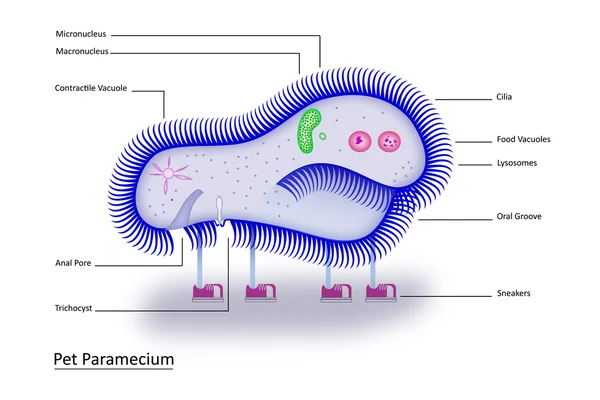 Huisdier paramecium — Stockvector