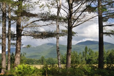 Line of pines and mountains in Maine clipart