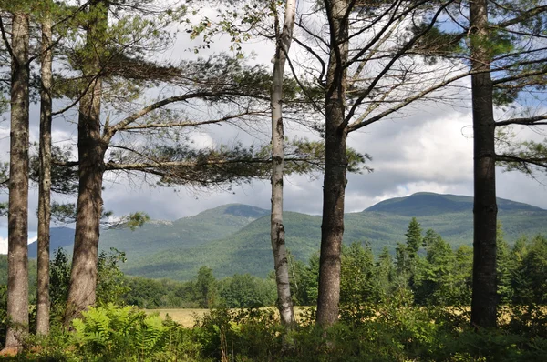 Line of pines and mountains in Maine — Stock Photo, Image