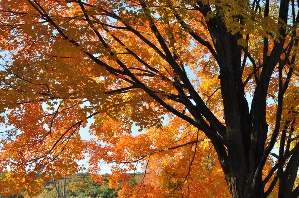 stock image Spreading maple in fall foliage