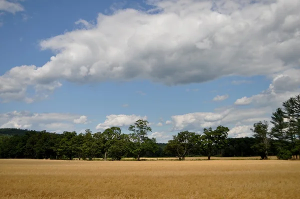 Linjen av träd i ett fält nära paris, maine — Stockfoto