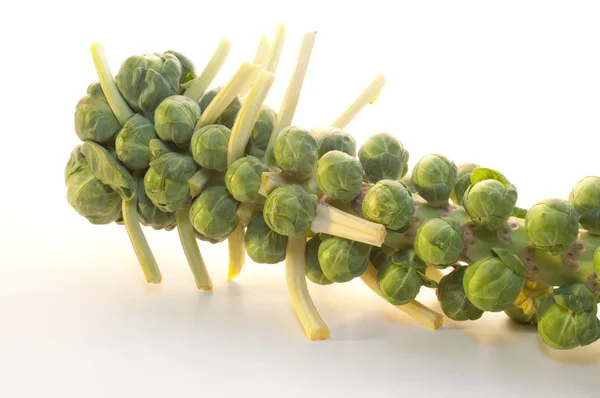Brussel Sprouts on the stem — Stock Photo, Image