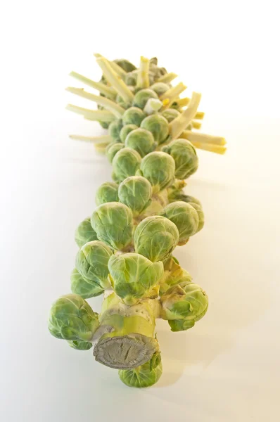 Brussel Sprouts on the stem — Stock Photo, Image
