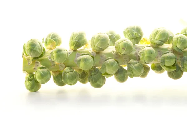 stock image Brussel Sprouts on the stem