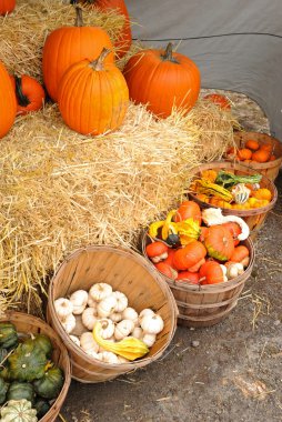 Bushel baskets of gourds and squash clipart