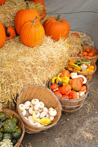 Stock image Bushel baskets of gourds and squash