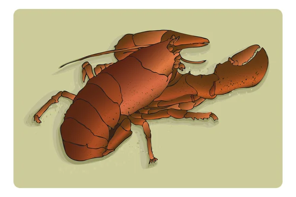 Ilustración de langosta viva, vector en 7 capas — Vector de stock