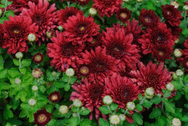 Carpet of burgundy chrysanthemums clipart