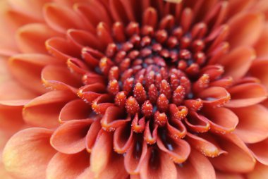 kadife turuncu çiçek yaprakları pollen Close-Up
