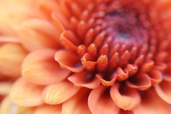 Close-up van pollen op fluweelachtige oranje bloemblaadjes — Stockfoto