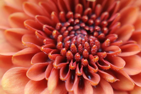 Close-up van pollen op fluweelachtige oranje bloemblaadjes — Stockfoto