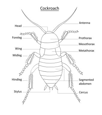 Cockroach anatomy line art with labels clipart