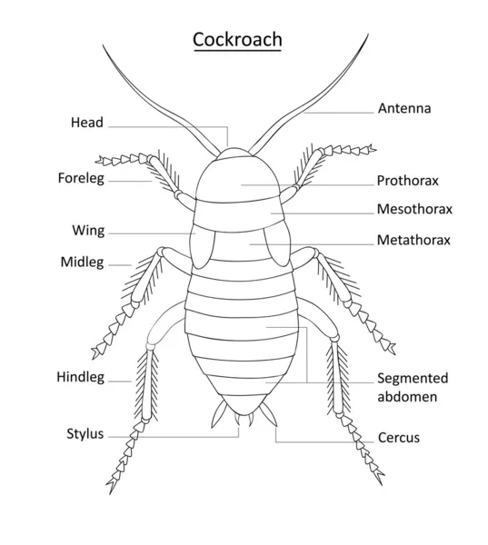 Cockroach anatomy line art with labels — Stock Vector