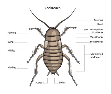 Cockroach in color with labels clipart