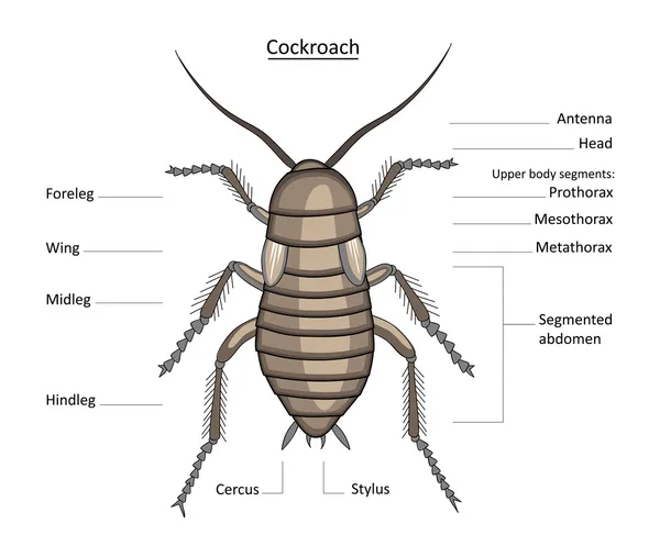 Cockroach in color with labels — Stock Vector
