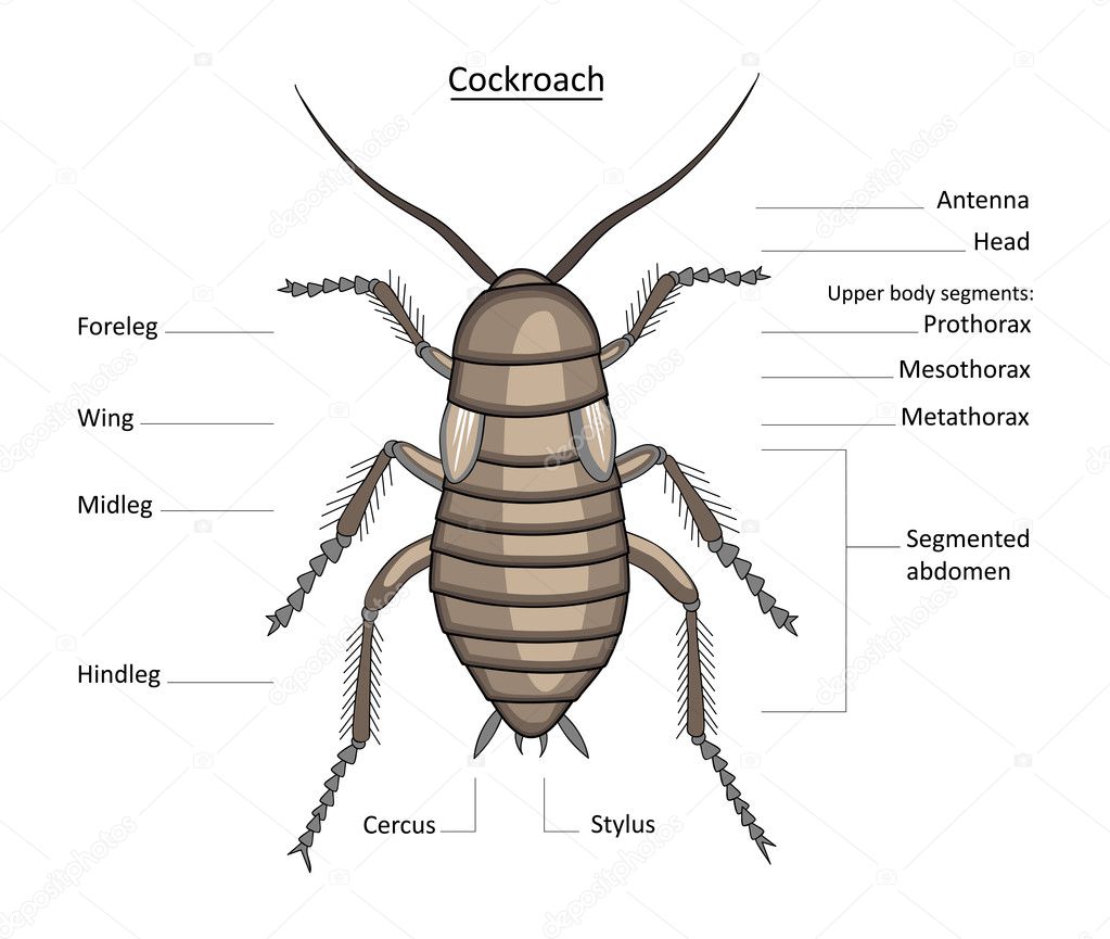 Cockroach in color with labels