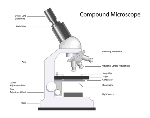 Microscópio composto — Vetor de Stock