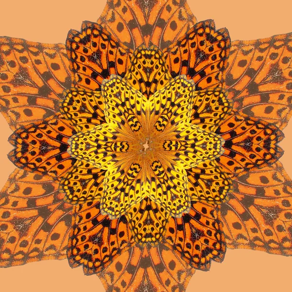 Butterfly kaleidoscope — Stock Photo, Image