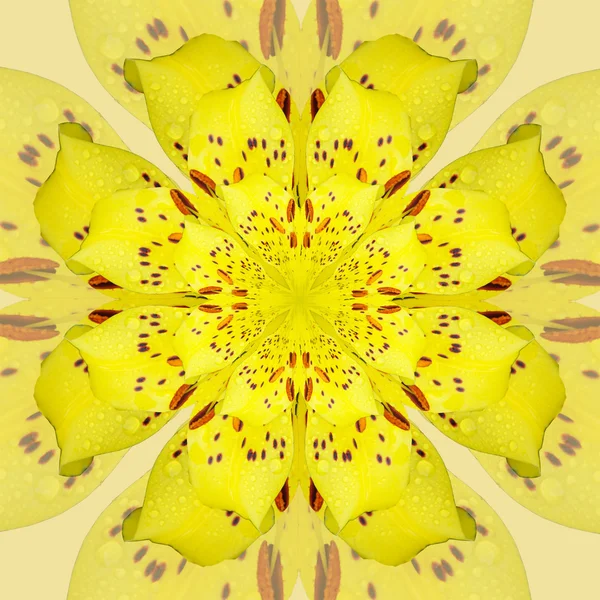 Lovely bright daylily kaleidoscope — Stock Photo, Image