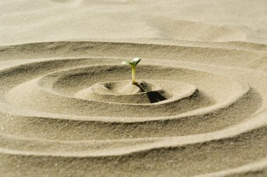 Plant in desert