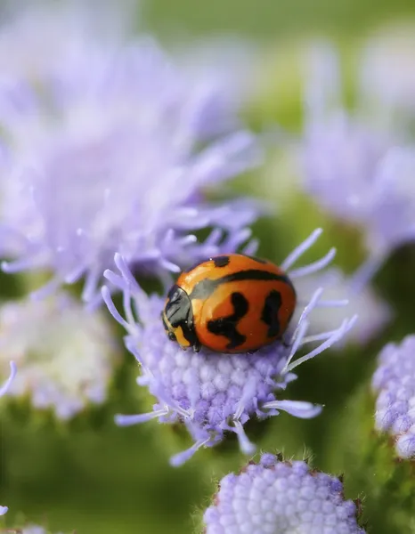 Orange Lady Beetle