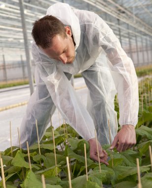 Working in a greenhouse with plants. clipart