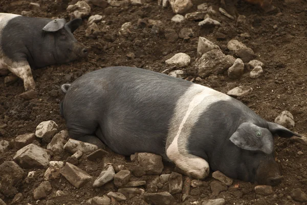 stock image Animal husbandry and close up of pig