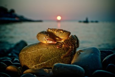 Crab in the sunset. clipart