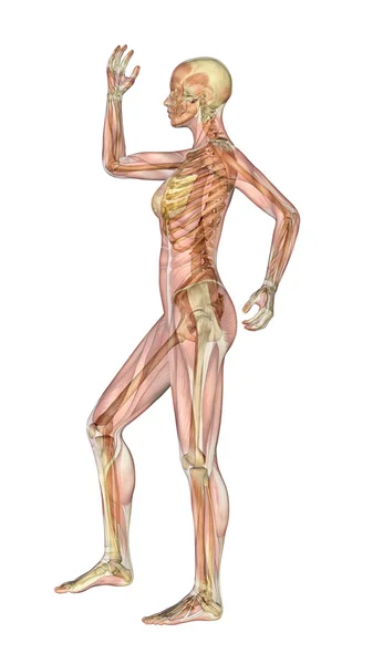 Muscles and Skeleton - Female with Arm and Leg Bent — Stock Image Muscles and Skeleton - Female with Arm and Leg Bent Royalty Free Stock Images