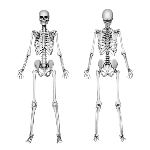 Skeleton Front & Back - Pencil D
