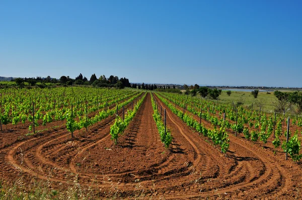 stock image Vineyard