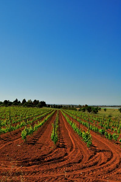 stock image Vineyard