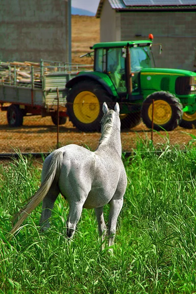 Koń w gospodarstwie — Zdjęcie stockowe