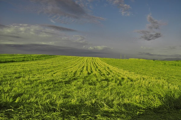Зеленое поле с облачным небом — стоковое фото