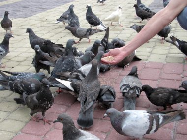 Feeding pigeons clipart