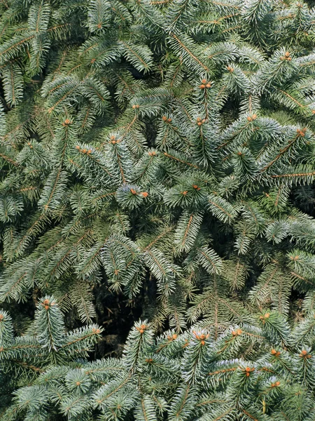 stock image Spruce trees in large