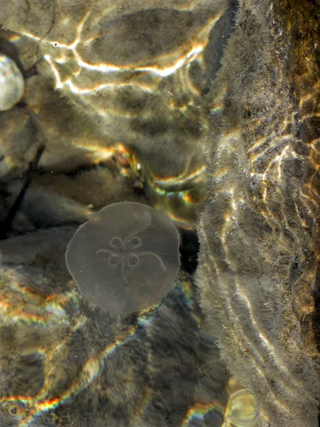 Medusa entre as rochas — Fotografia de Stock