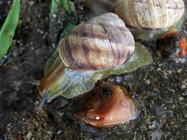 亲近自然的蜗牛 — 图库照片
