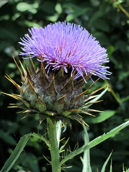 stock image Purple thistle flower