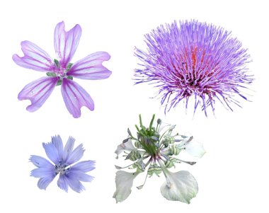 Wildflowers in isolation clipart