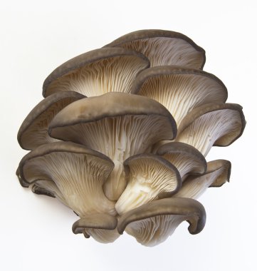 Oyster mushrooms on a white background. clipart