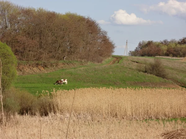 Landschaft — Stockfoto