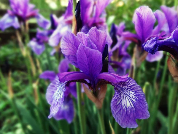 Taffy-primavera fiorellino — Foto Stock