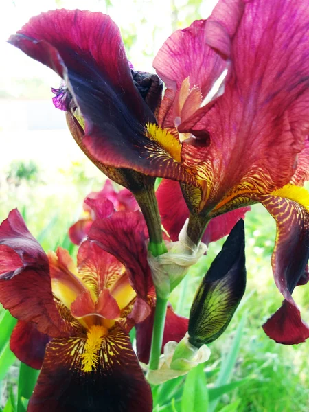 Mängd flowerets - iris — Stockfoto