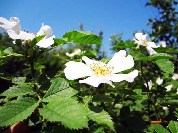 Malý bílý flowerets divoká růže — Stock fotografie