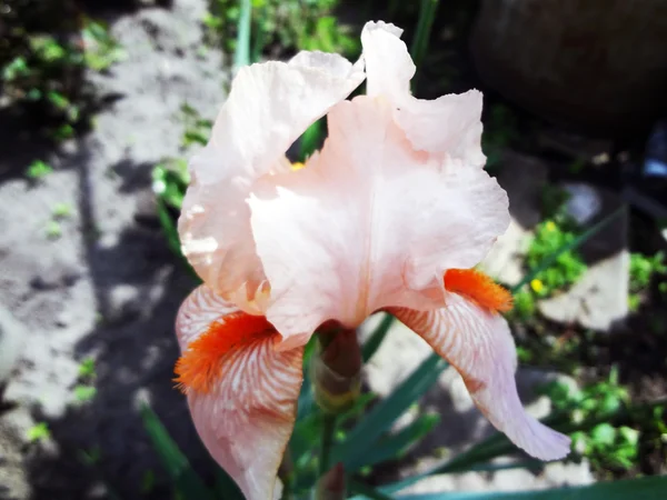 Variasi flowerets - iris — Stok Foto