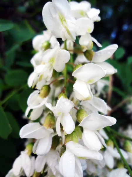 Flowerets van acacia — Stockfoto