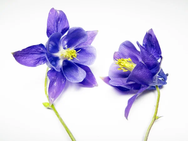 Två violett flowerets — Stockfoto