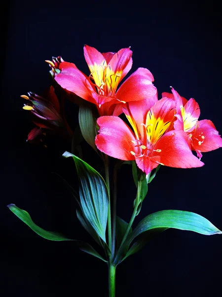 Parlak flowerets fışkın — Stok fotoğraf