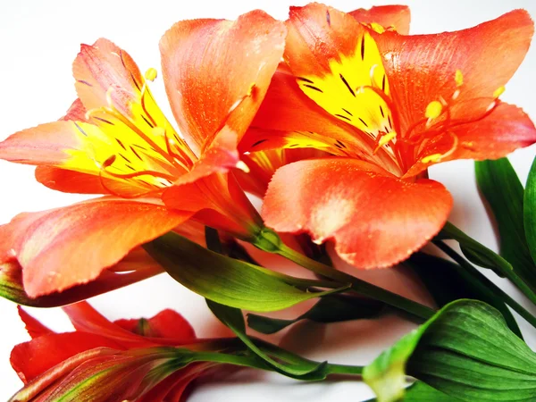Piękne jasne kwiaty — Zdjęcie stockowe